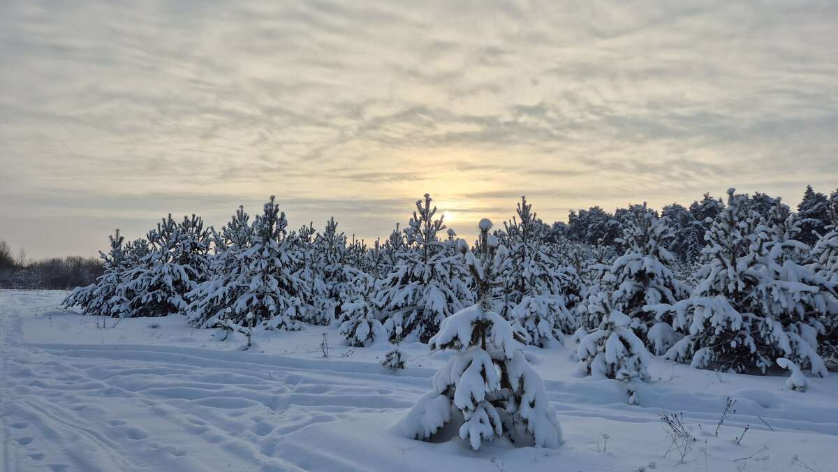 Январский морозец - Надежда Шубина Январский морозец - Надежда Шубина