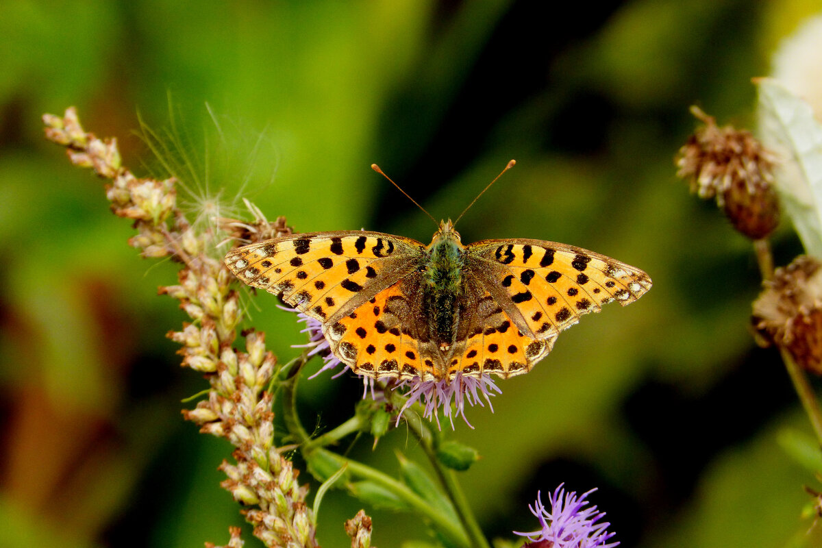 опять про бабочек...279 - Александр Прокудин опять про бабочек...279 - Александр Прокудин
