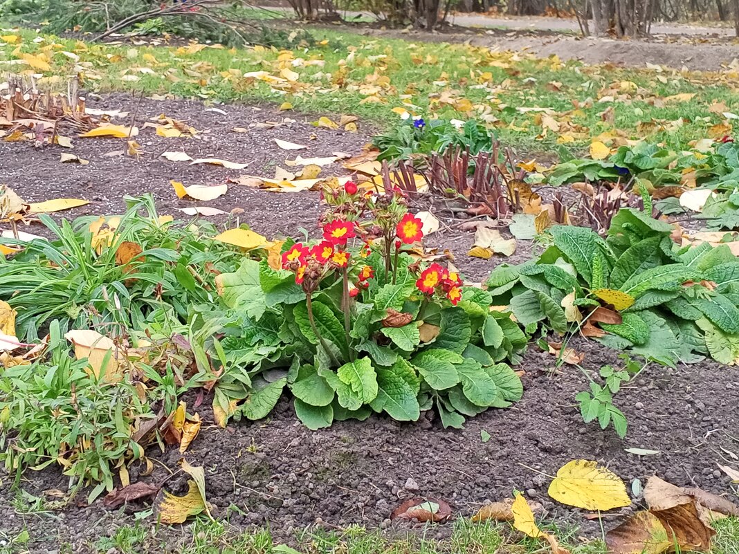 Примула - Сапсан 