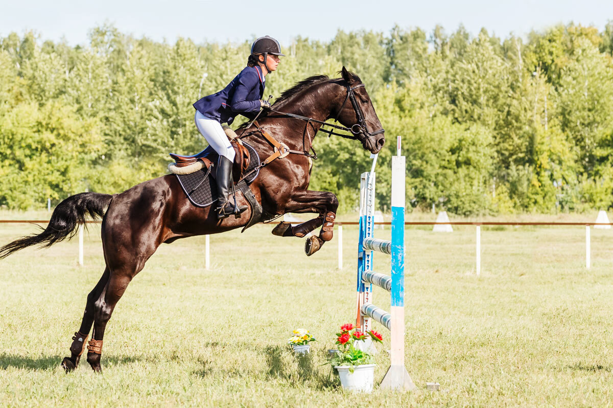 Конкур - SanSan 