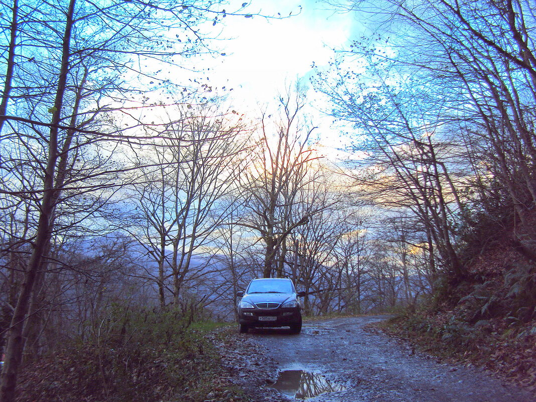 ДАГОМЫС - Tata Wolf