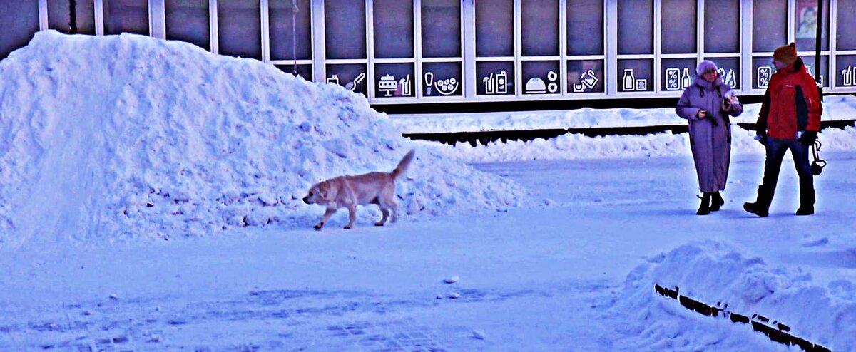 А я- пес бродячий! - Владимир 