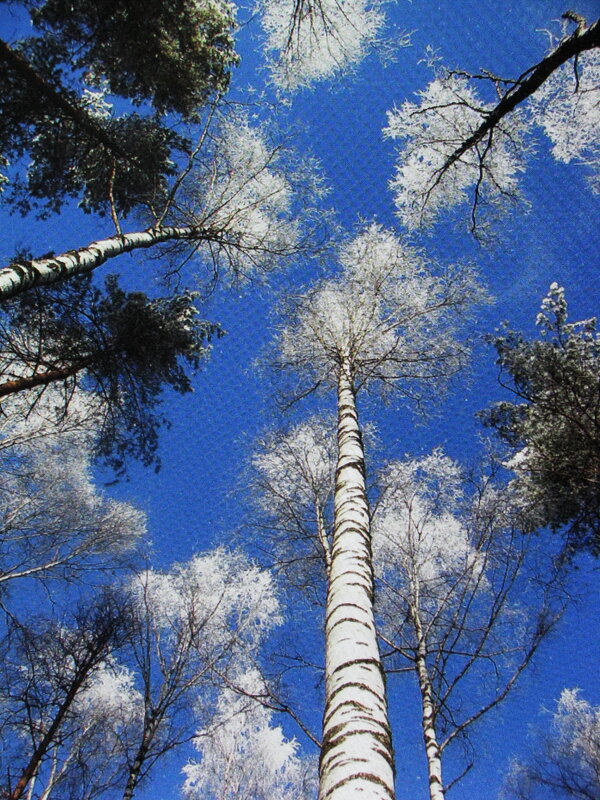 Уходящие в высь - Людмила Смородинская