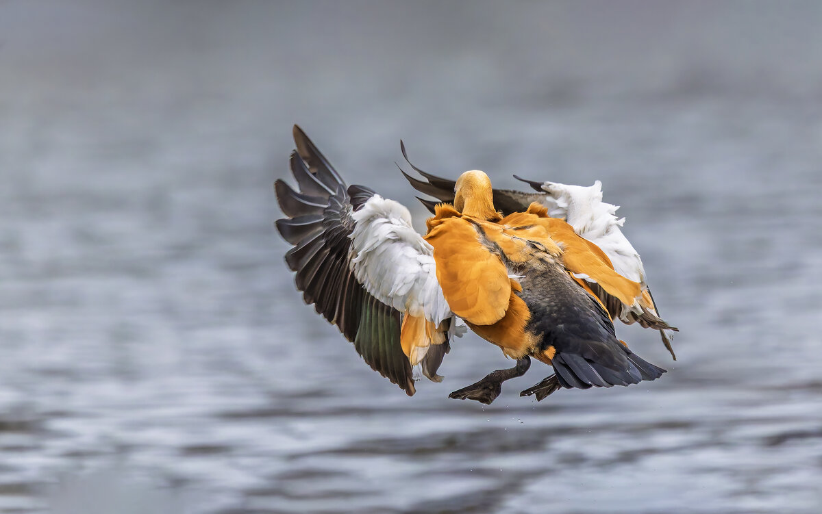 огарь в полете. - юрий макаров