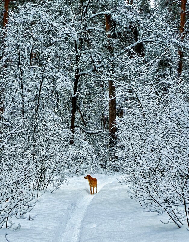 Проводник - константин 