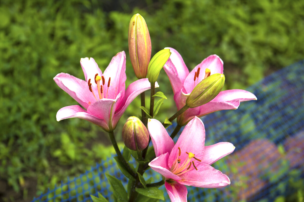 Розовая лилия - Валентин Семчишин Розовая лилия - Валентин Семчишин