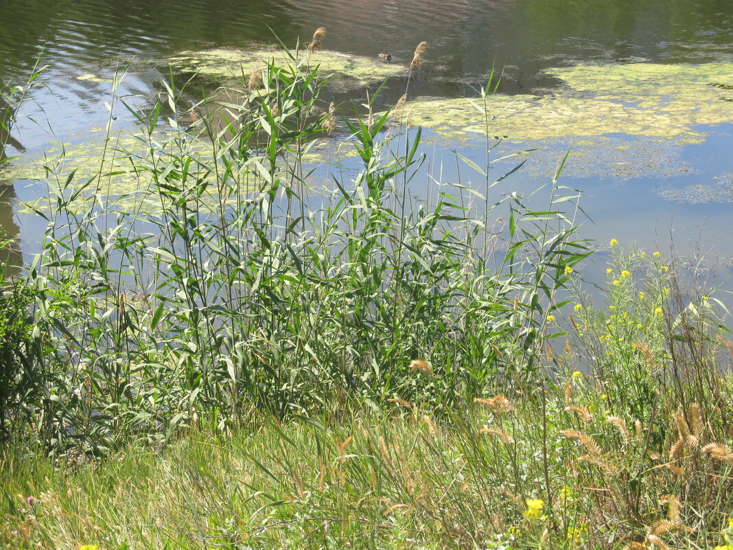 сентябрь - Елена Шаламова