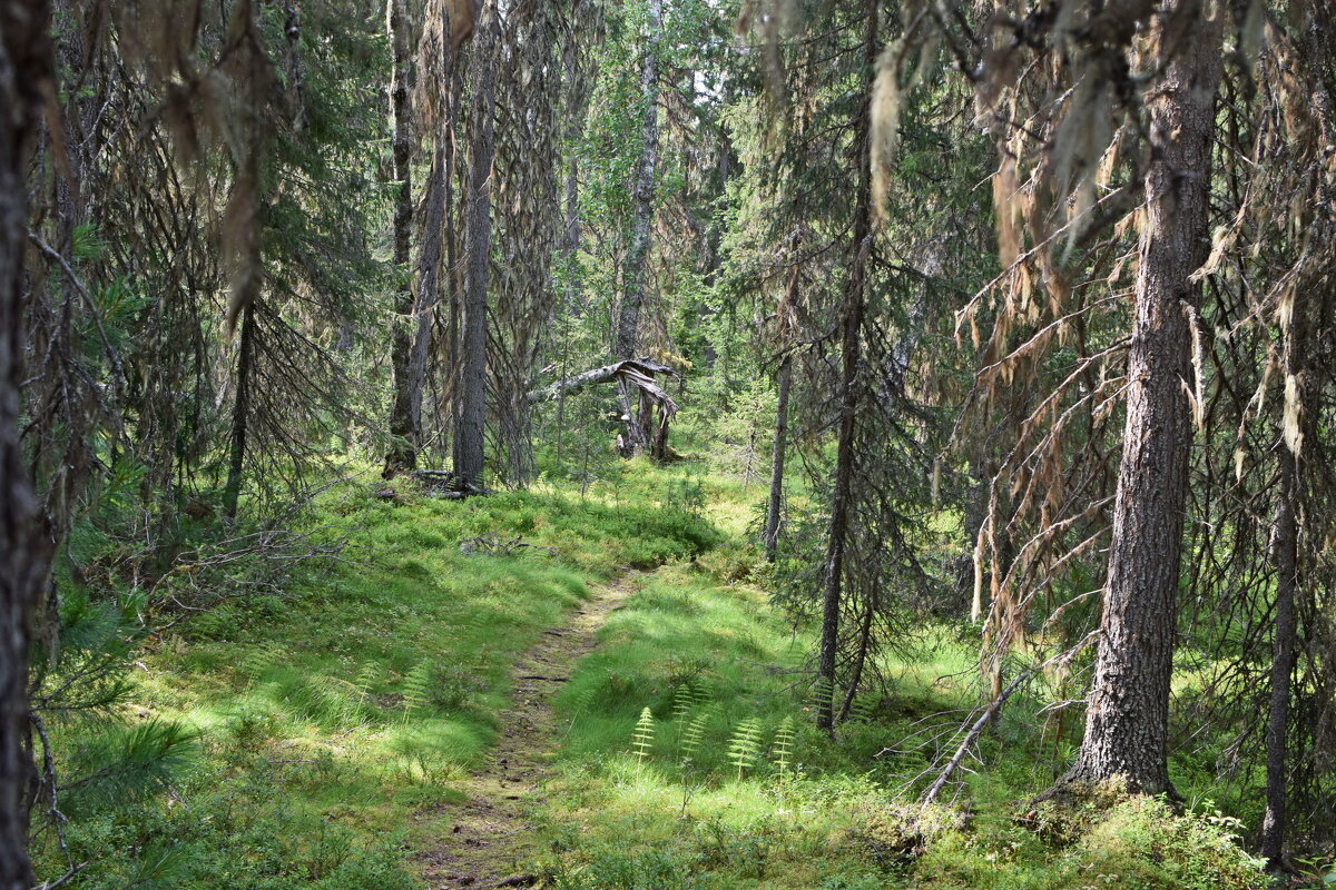 Тропа. - ВикТор Быстров