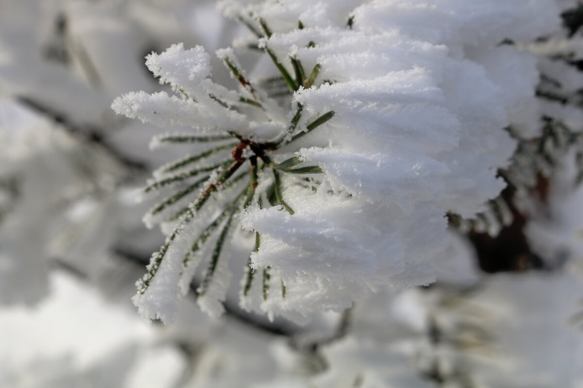 Иней - Ольга Иней - Ольга