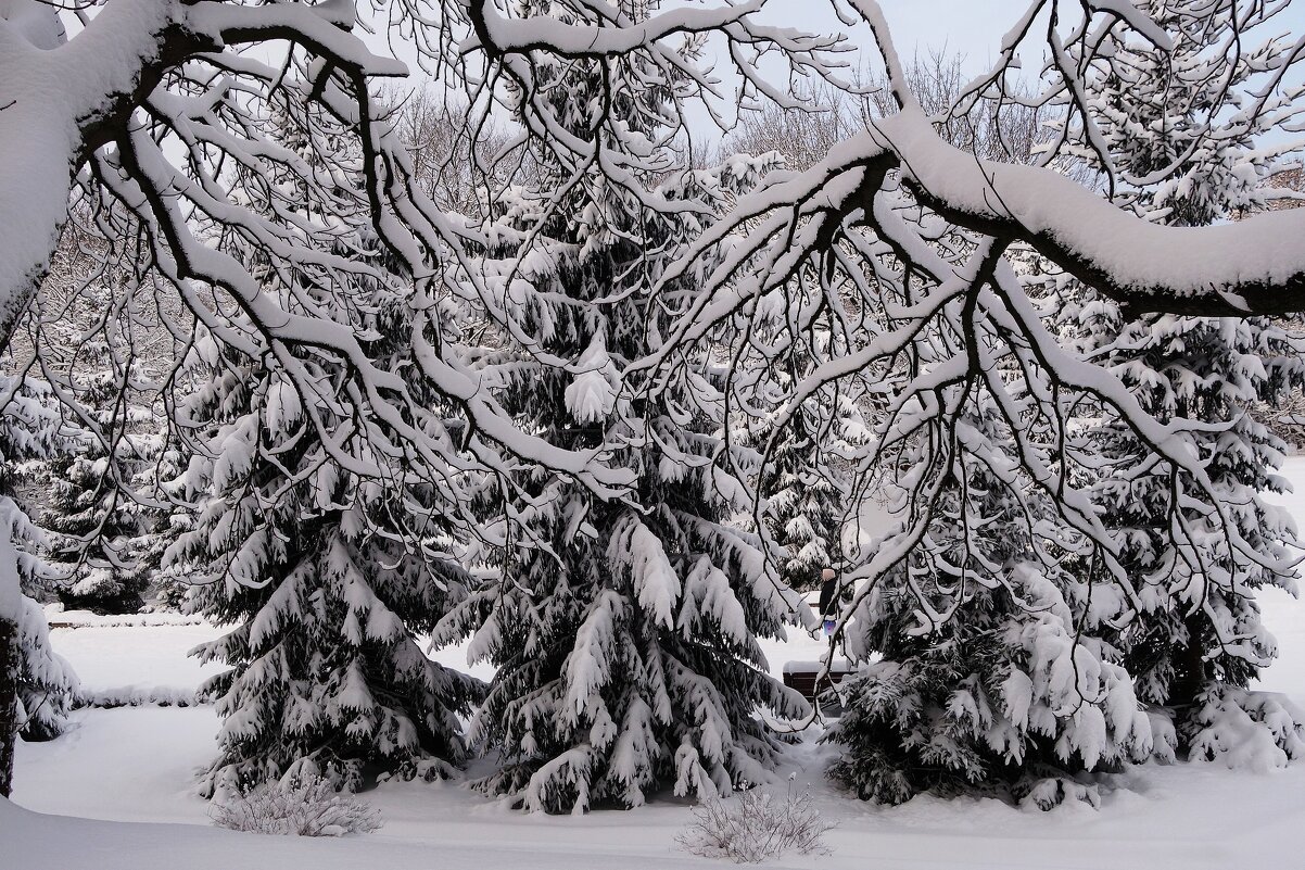 Декабрь Парк Южный, Калининград - Рита Симонова