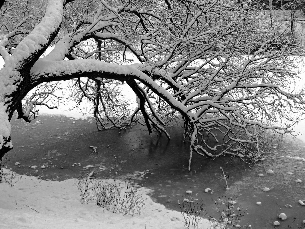 Над проталиной (монохром) - Сергей Карачин