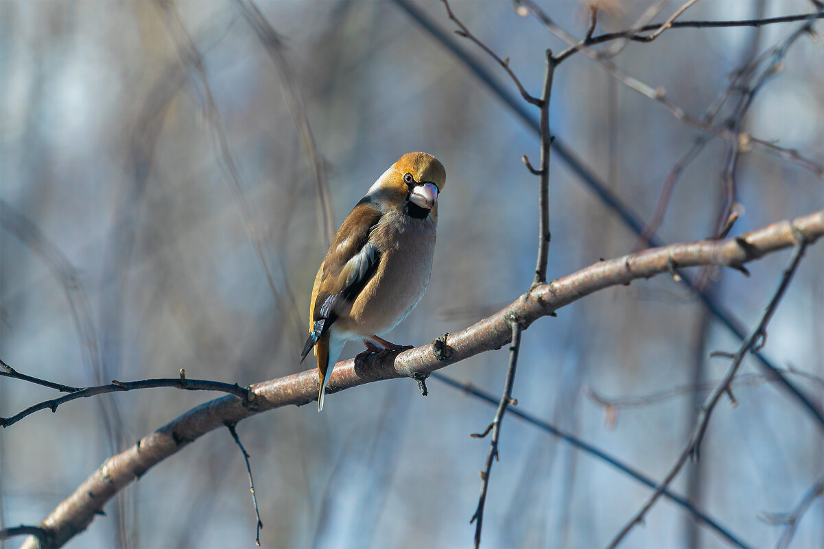 Дубонос. - Евгений Голубев