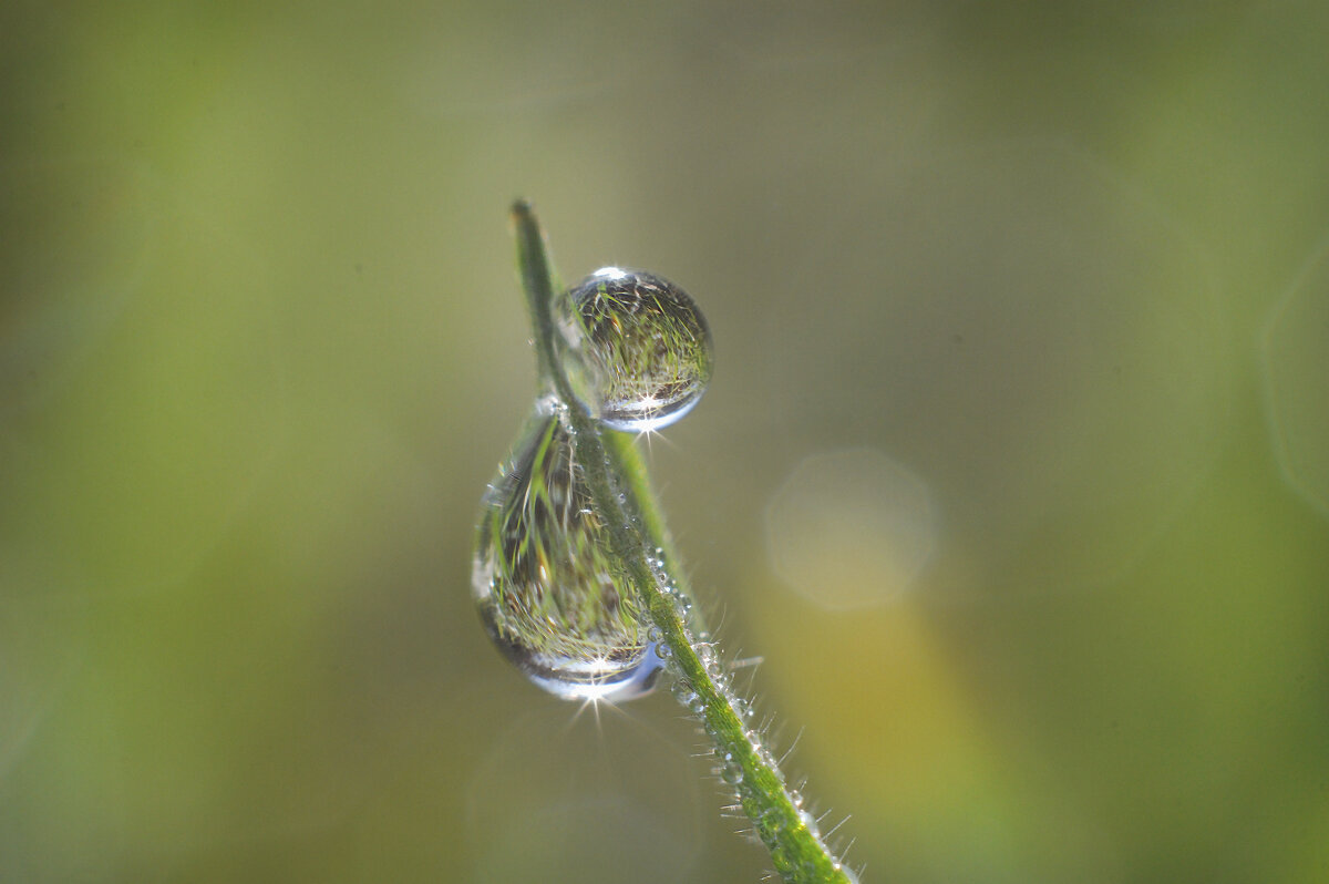 Капельки росы - Надежда Куркина 