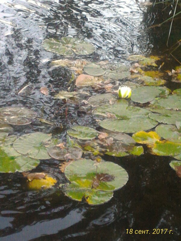 Дождит - Натали 