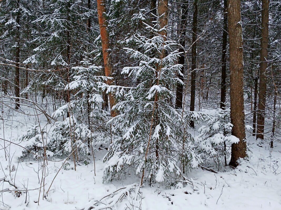 В заснеженном лесу. - Лия ☼ В заснеженном лесу. - Лия ☼