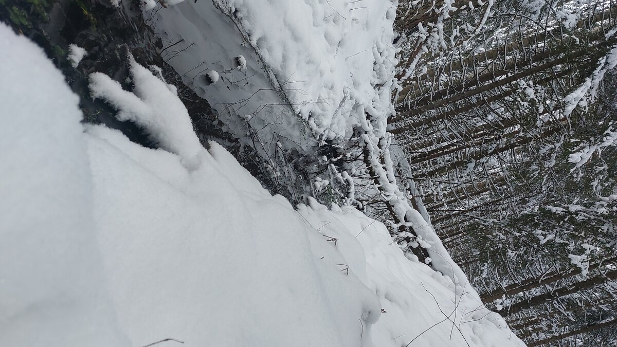 Зима в лесу - Максим Егоров