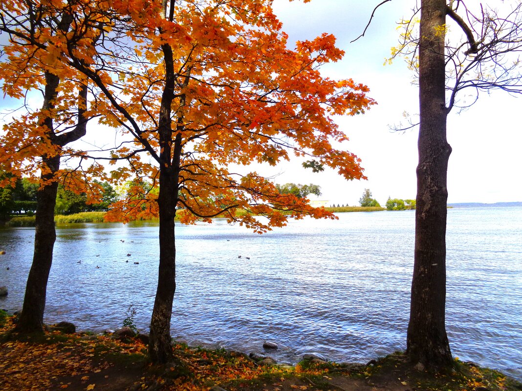 Осенний пейзаж - Наталья 