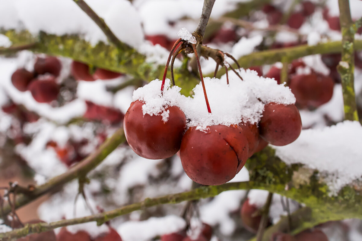 Прощание с летом. - Lucy Schneider 