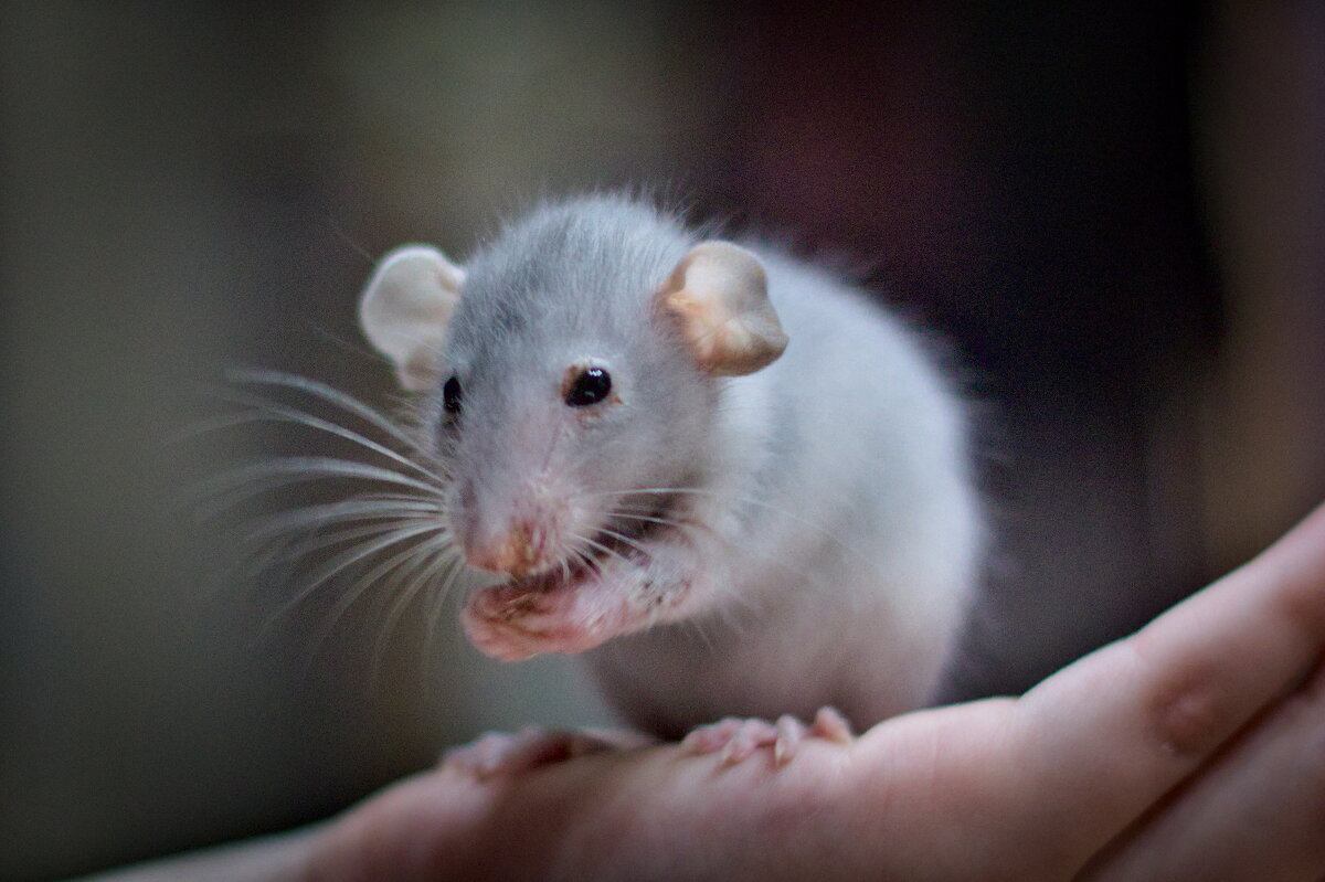 крыса - Артём Евтюхов крыса - Артём Евтюхов