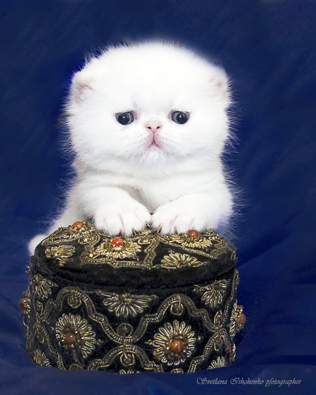 ... - Светлана Ищенко