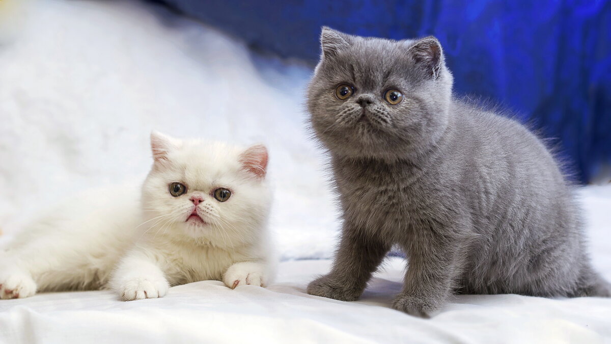 ... - Светлана Ищенко