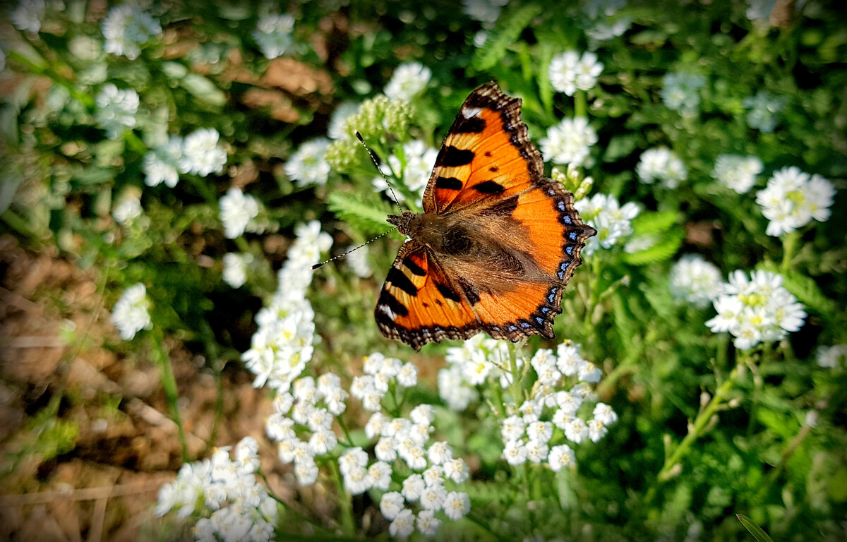 опять про бабочек...284 - Александр Прокудин опять про бабочек...284 - Александр Прокудин
