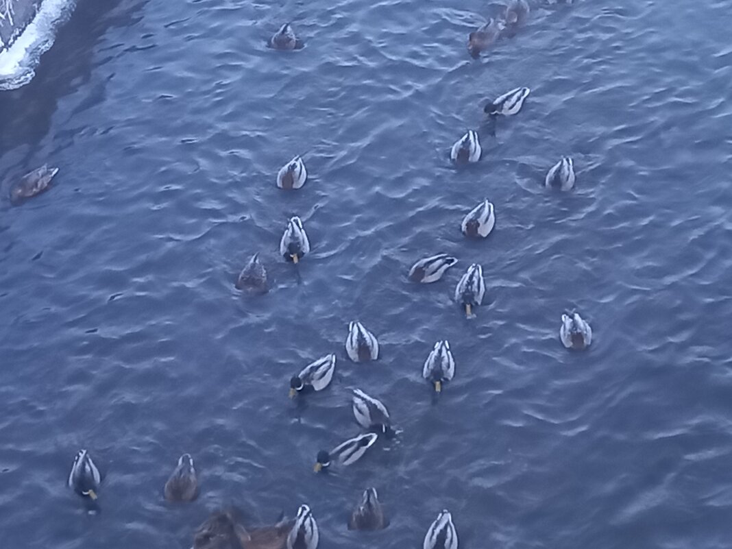 Утки - Сапсан 