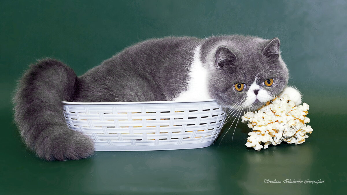 Мартин - Светлана Ищенко