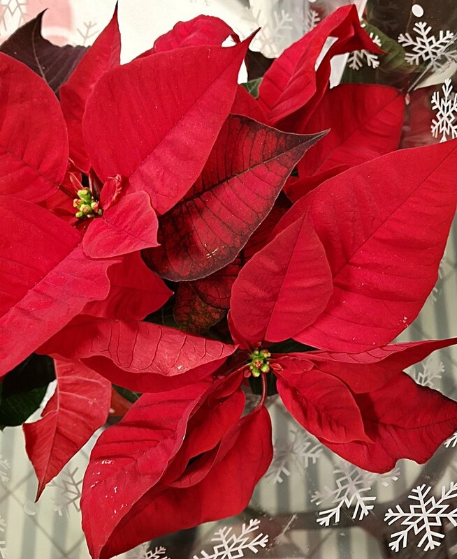 Пуансеттия Рождественская Звезда - Наталья *** Пуансеттия Рождественская Звезда - Наталья ***