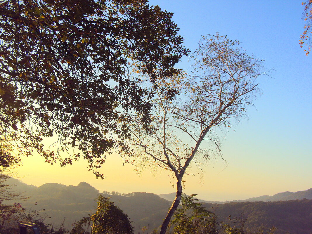 ДАГОМЫС - Tata Wolf