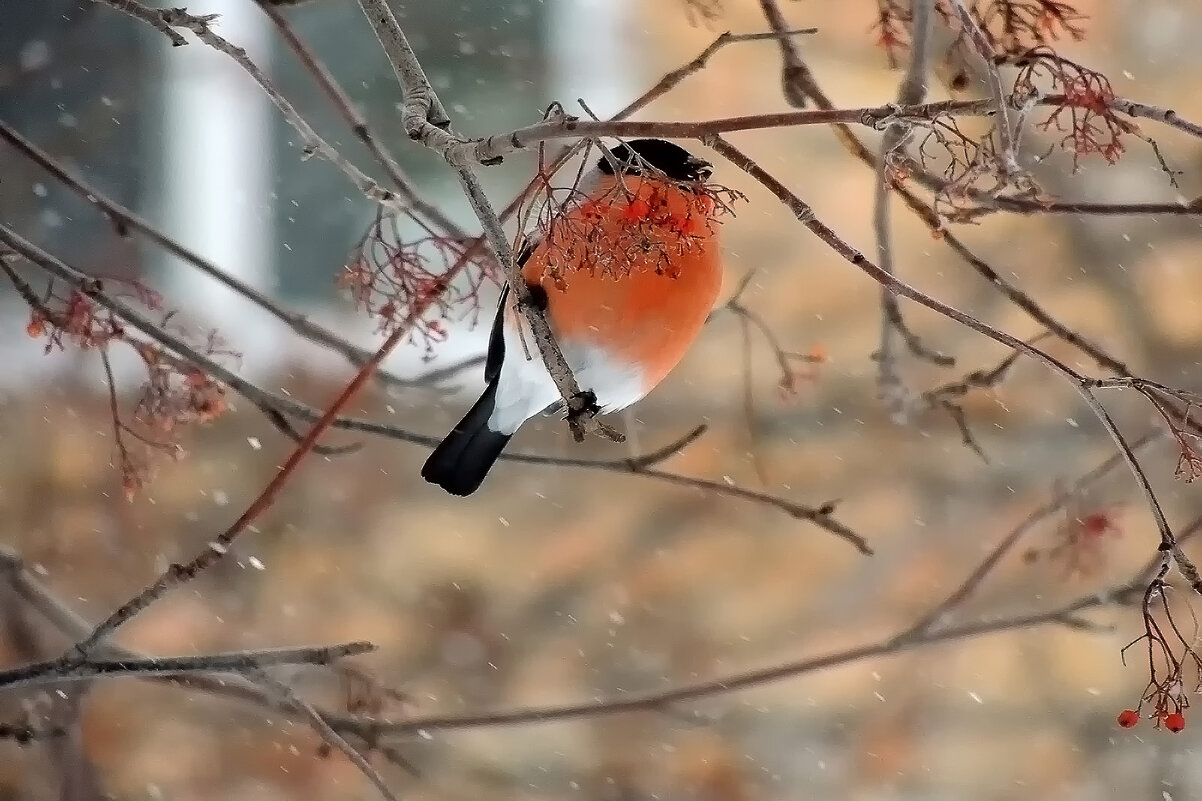 Жуланчик - Владимир Кириченко