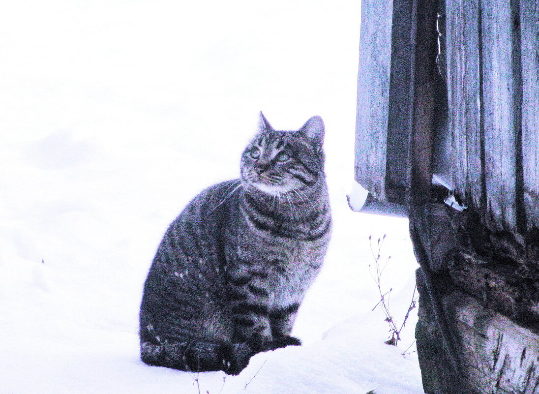 Пришёл в гости - Людмила Смородинская