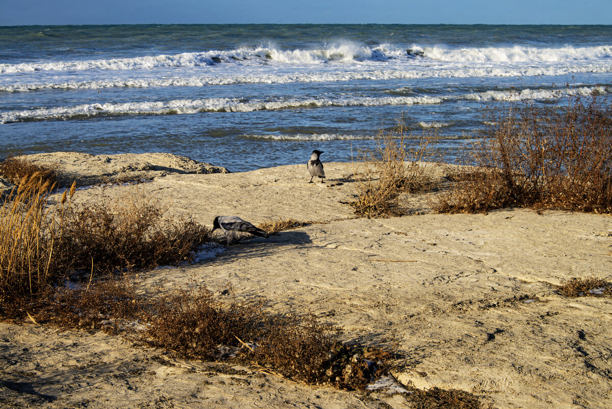 Ворона - Анатолий Чикчирный