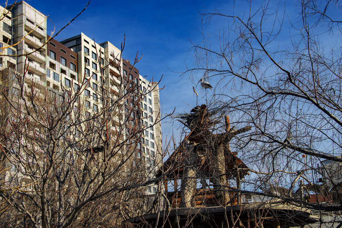 Аист на крыше - Анатолий Чикчирный Аист на крыше - Анатолий Чикчирный