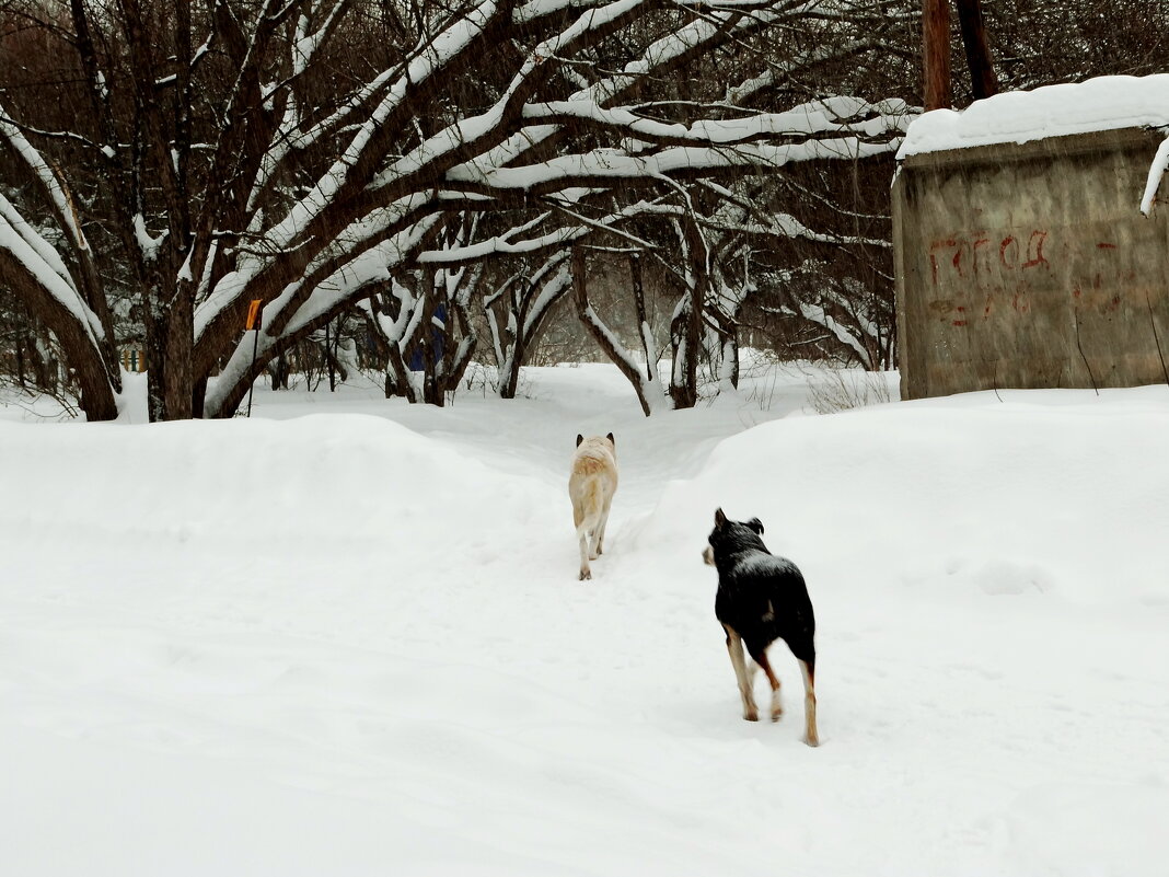 Всадники Апокалипсиса - Maria Rainer