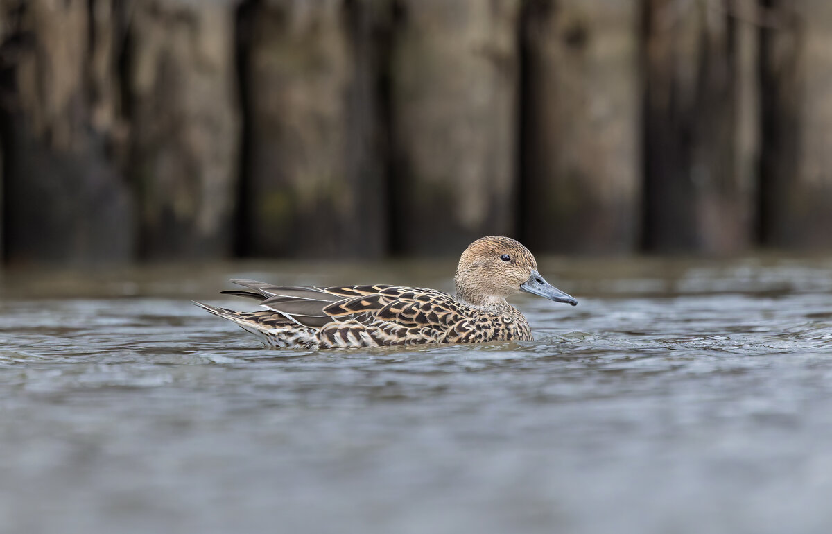 шилохвост самка. - юрий макаров шилохвост самка. - юрий макаров