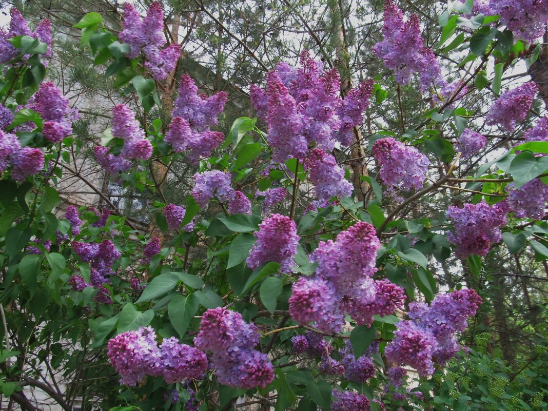 сиреневый май - Елена Шаламова