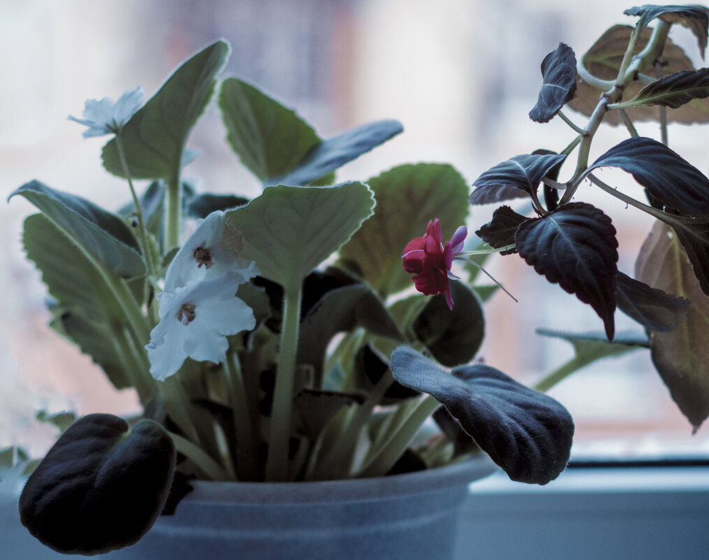 ЯНВАРЬ 2026 года - ЦВЕТЫ С РождествоМ - Владимир Максимов