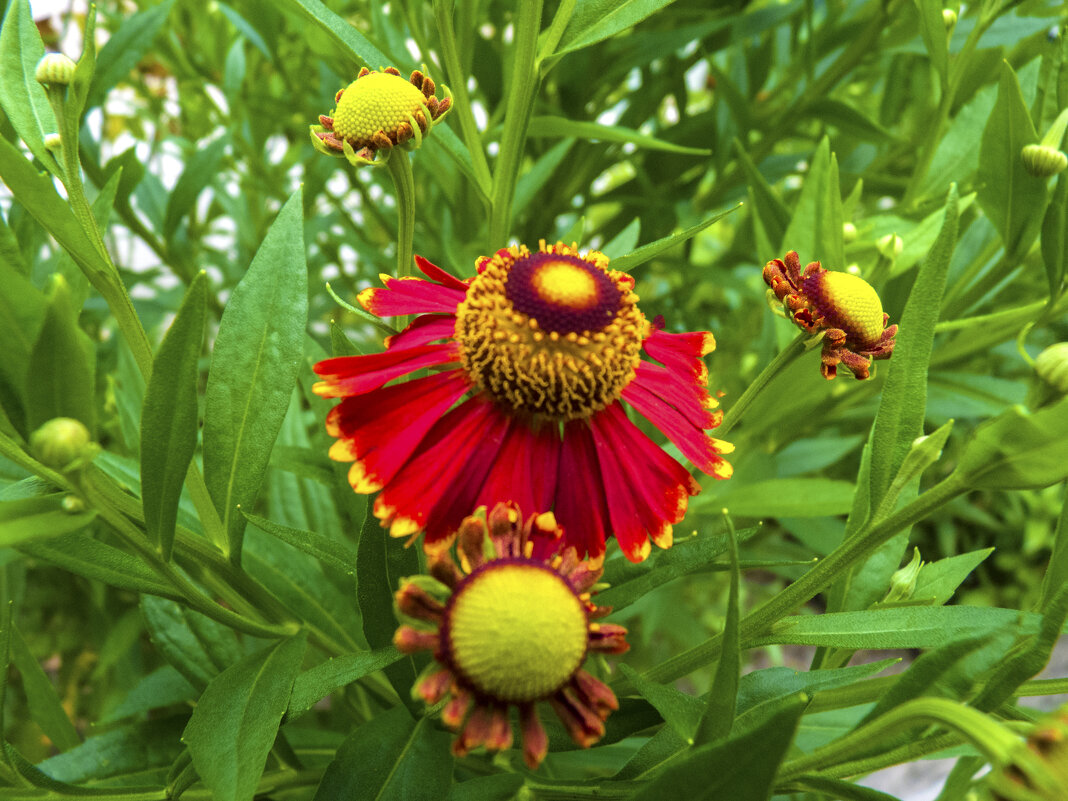 Гелениум гибридный - Валентин Семчишин Гелениум гибридный - Валентин Семчишин