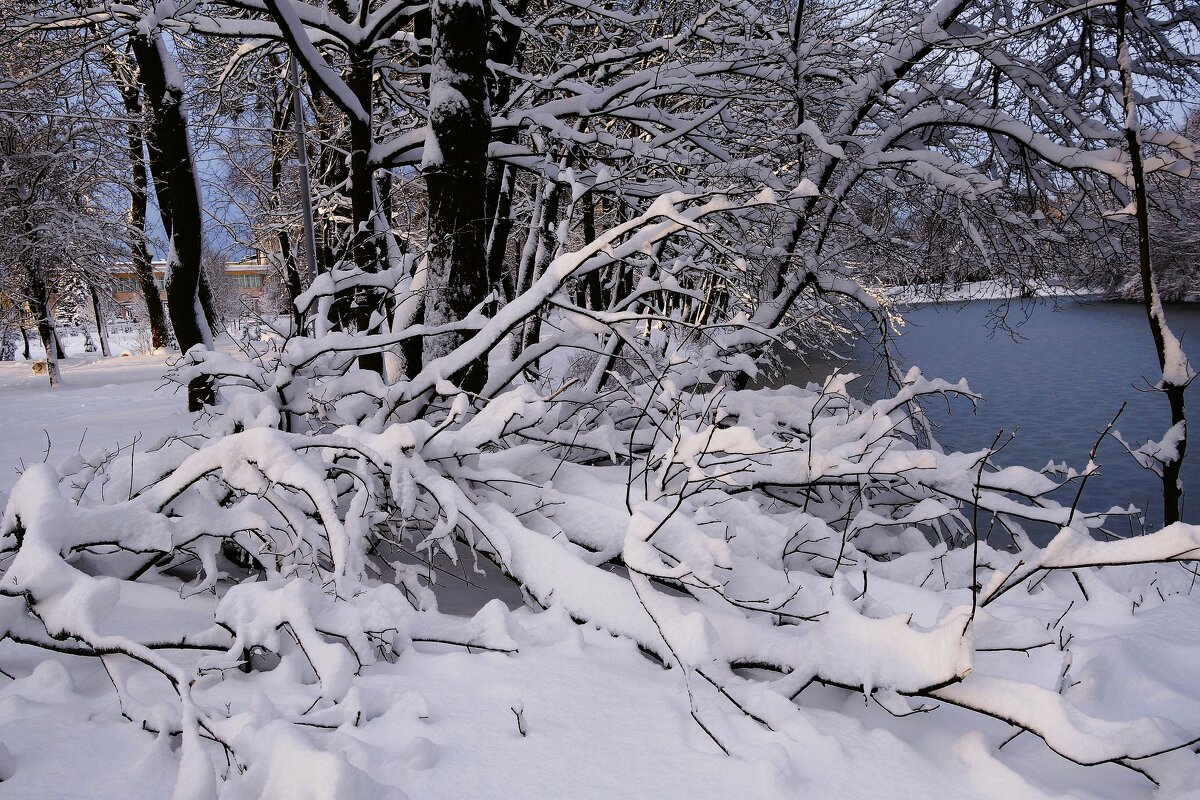 Декабрь Парк Южный, Калининград - Рита Симонова Декабрь Парк Южный, Калининград - Рита Симонова