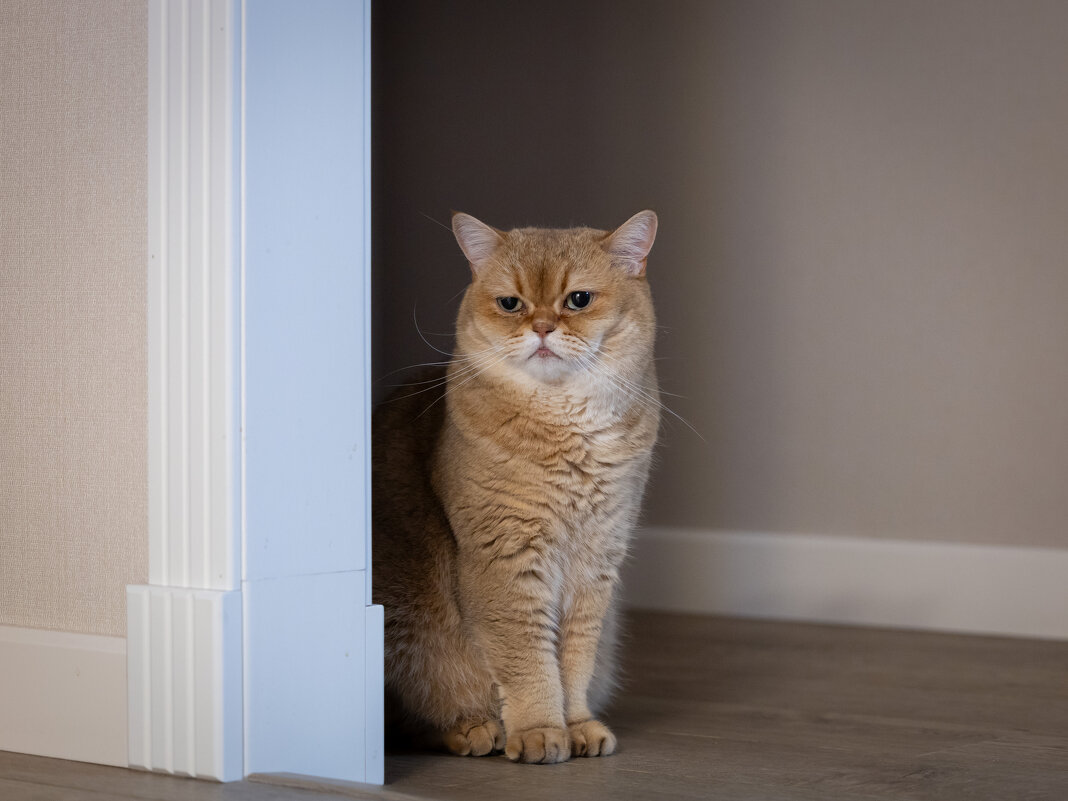 *** - Олег Дорошенко