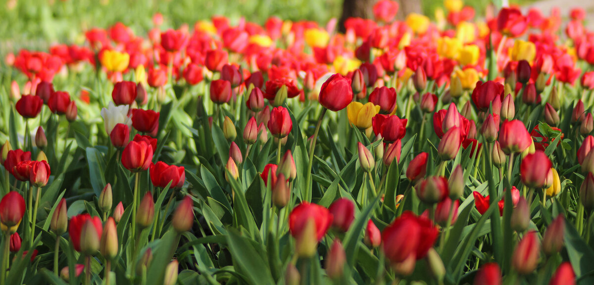 *** - Александр. AVG100 ---