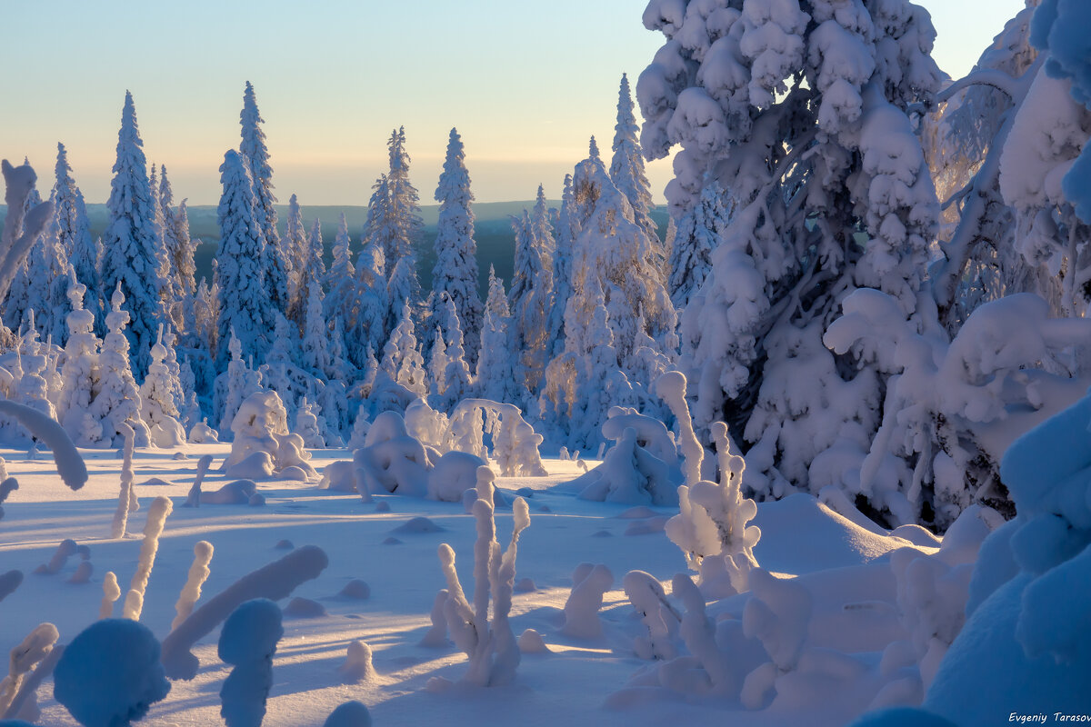 Зефир Зимы - Евгений Тарасов 