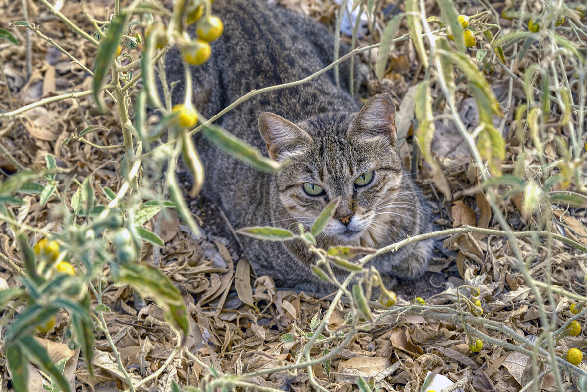 Из жизни кошек Израиль  2026г - ujgcvbif 