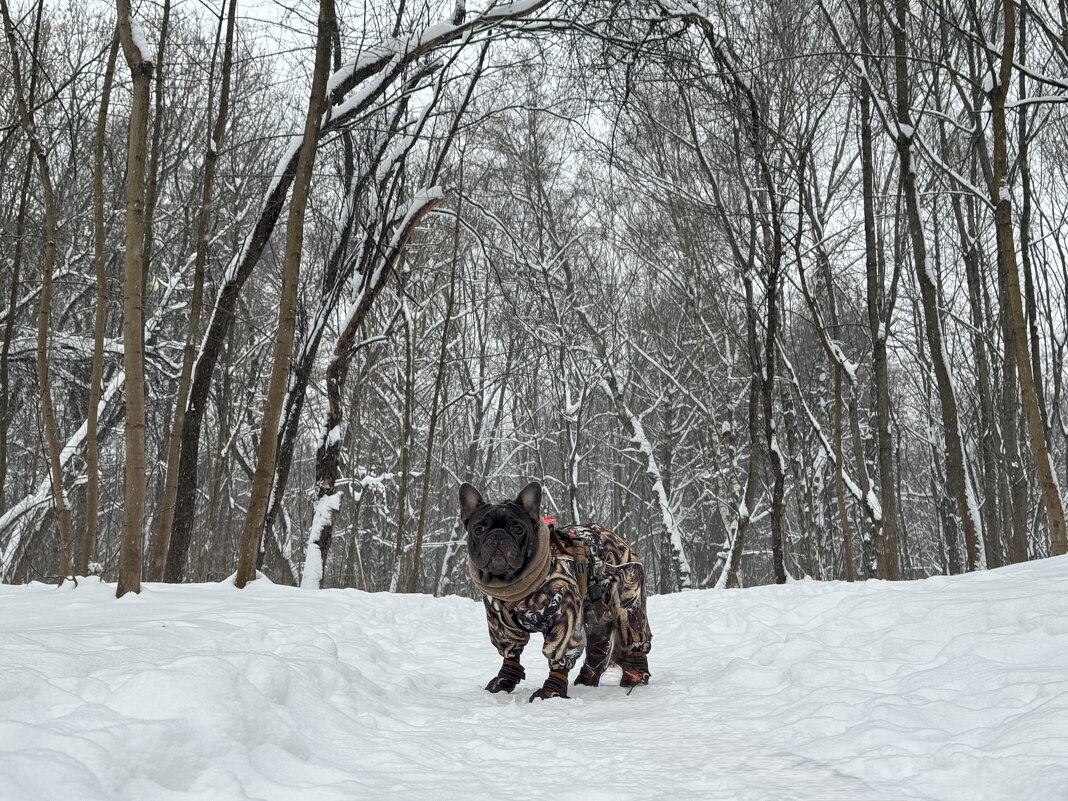 Уссурийский мягонький - Анна Камс