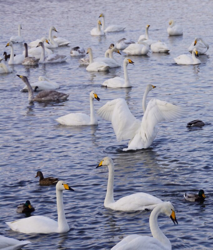 На озере Светлом.Алтай - Наталия Григорьева