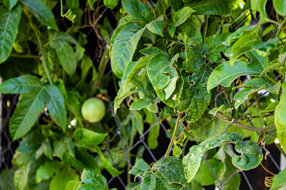 Пассифлора - Светлана SvetNika17 Пассифлора - Светлана SvetNika17