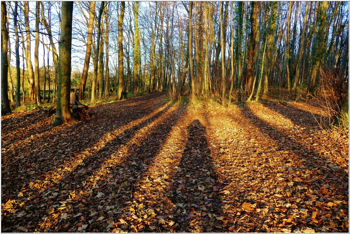 В ЛЕСУ... - Elvira E. 