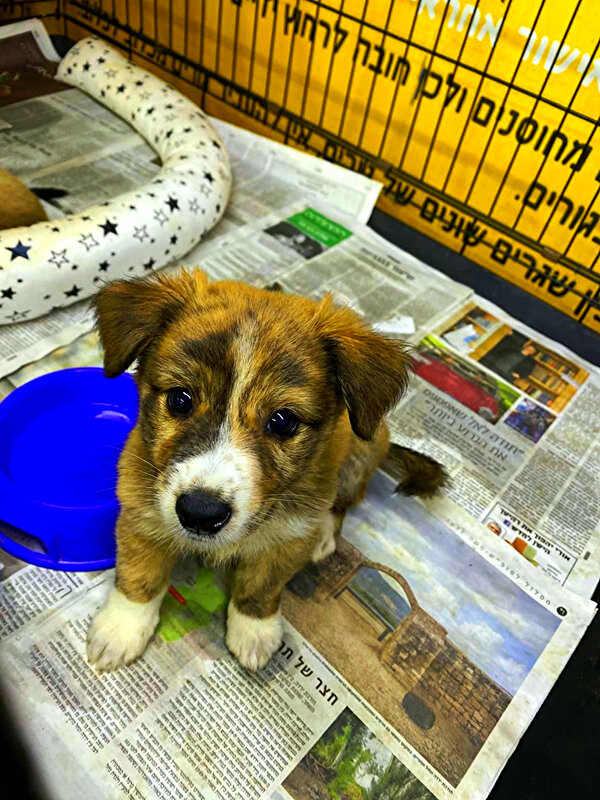 МИЛЫЙ   ЩЕНОК - Анатолий Малобродский