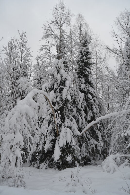ПЕРЕД РОЖДЕСТВОМ... - Татьяна Касьяненко